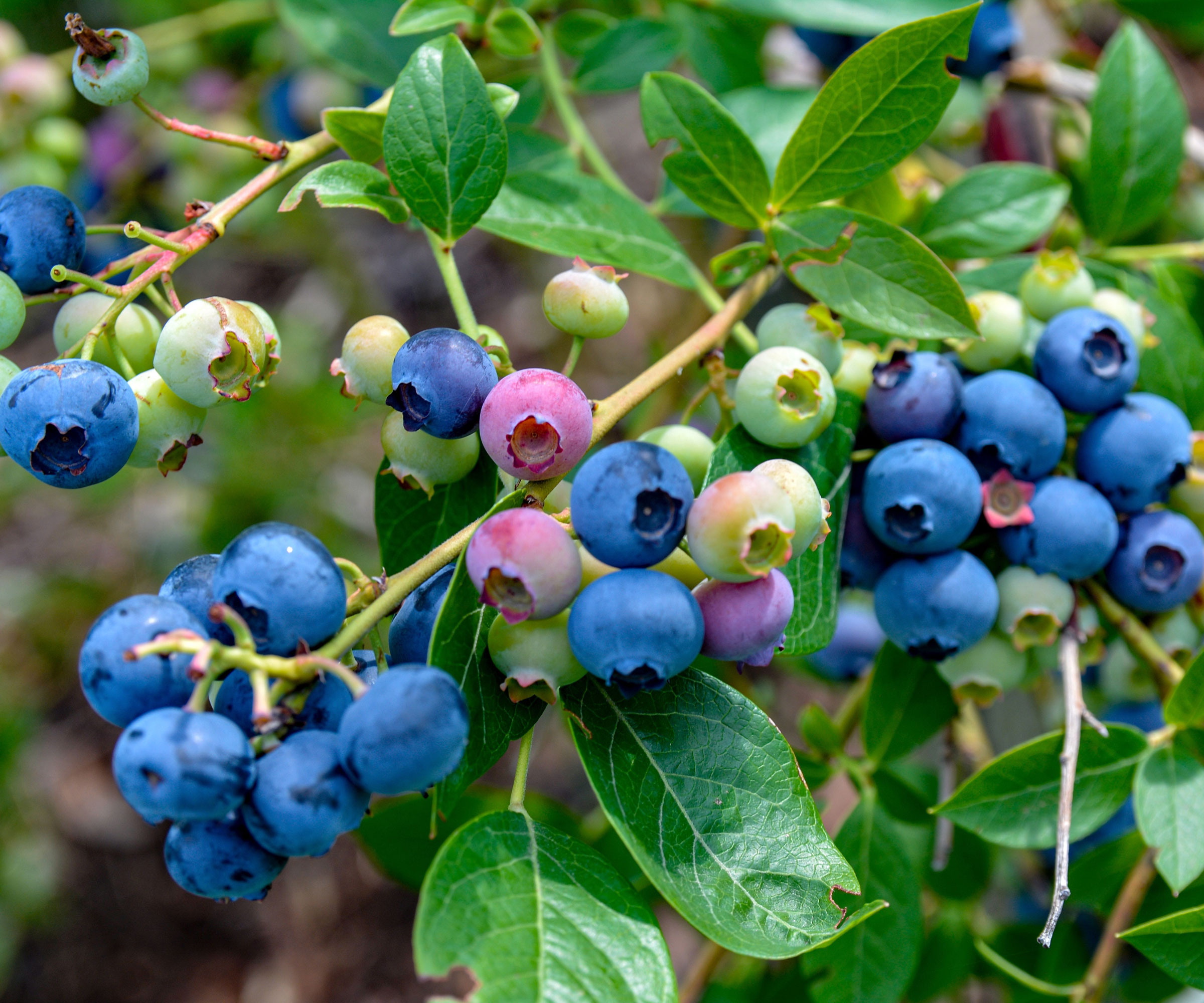 ripe blueberries on shrub with blue and pink fruits