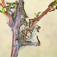 Western tent caterpillars on a tree