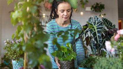 woman taking care of numerous potted plants 
