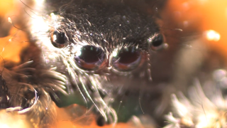Close-up photo of a spider