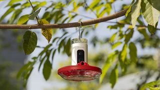 Birdfy Hum Feeder hanging from a tree branch