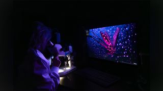 Shot by a chemistry student, this award-winning photo of a glowing mosquito shines a light on the unseen beauty of scientific research