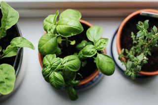 spinach in pots on windowsill