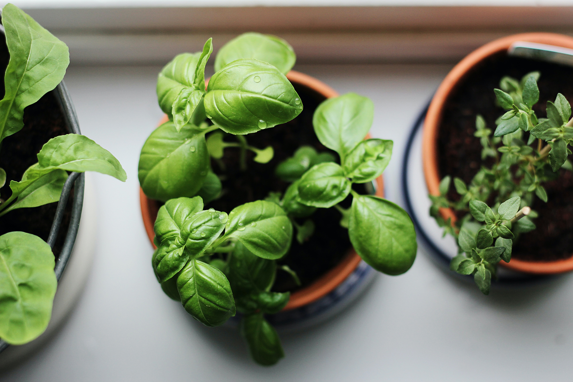 How to grow spinach – in pots, indoors or in raised beds | Country