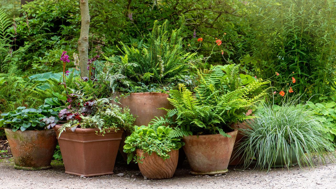 terracotta containers of ferns and grasses