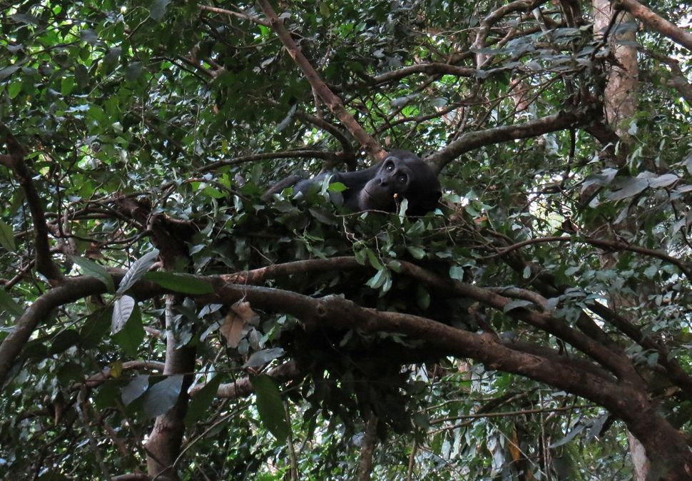 Images of Primate Nests Great Apes & Tool Use Live Science