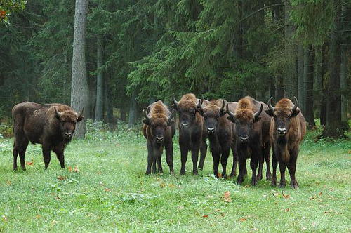 Bialowieza Forest