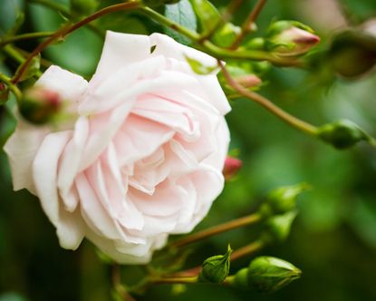 The best fragrant roses: 10 scented varieties for a garden | Homes ...