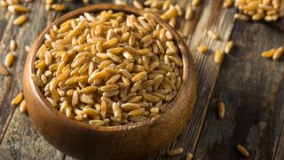 Khorasan wheat in bowl