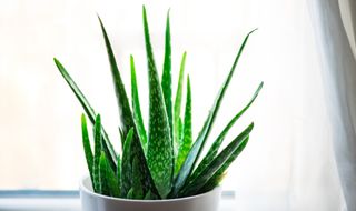 aloe vera plant in a white pot