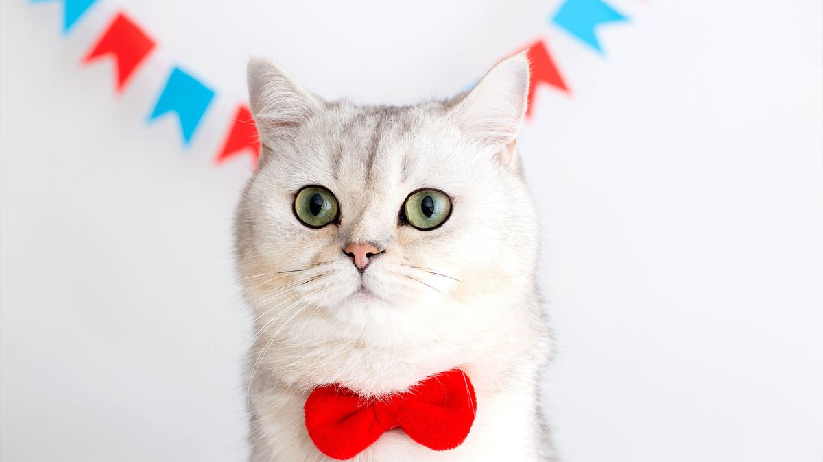 Cat wearing a bow tie to celebrate International Cat Day