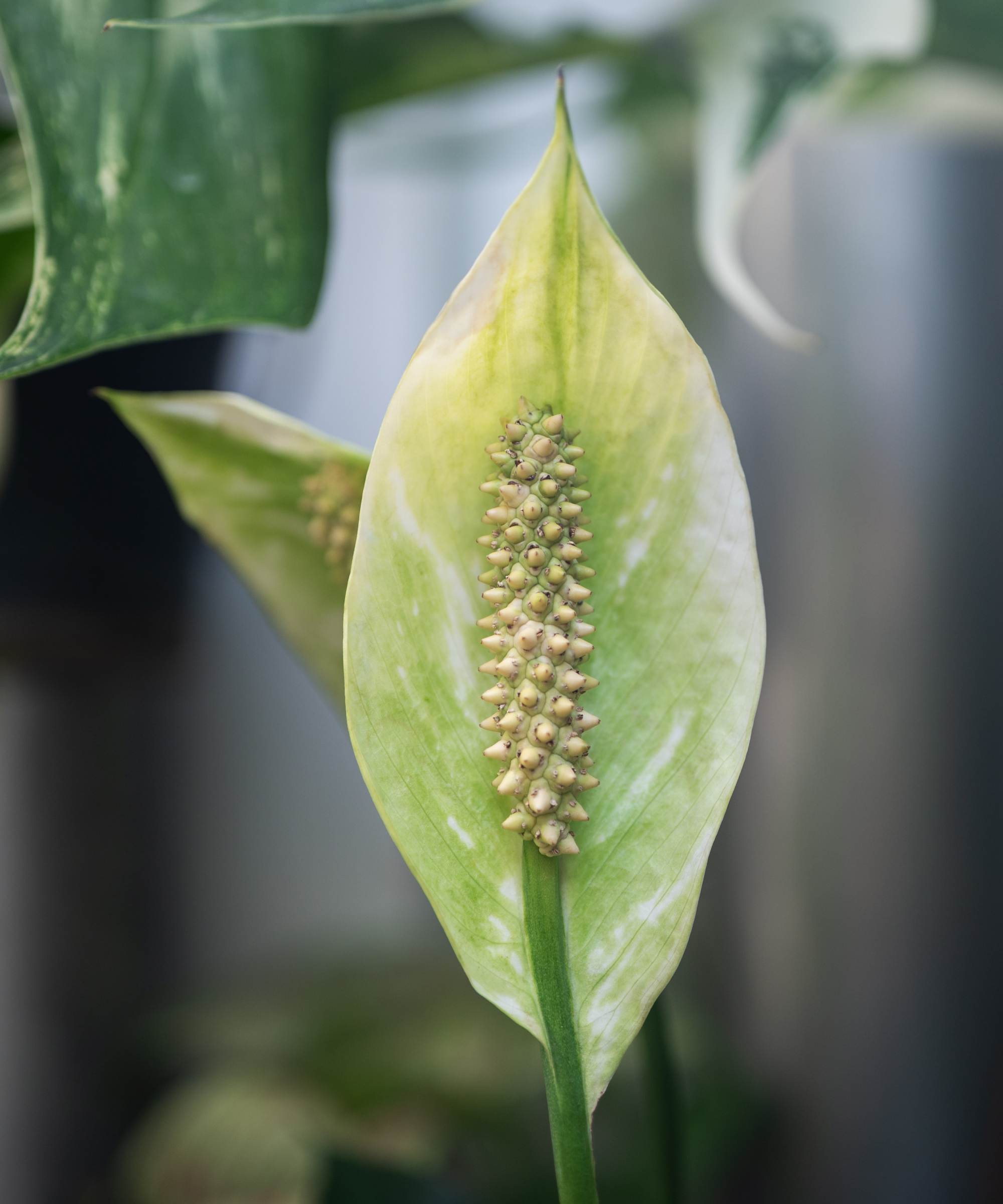 The peace lily spadix is generally cream or ivory when young, and turns green with age. The spathe also changes from white to green