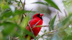 Red cardinal bird perched in a tree with green foliage