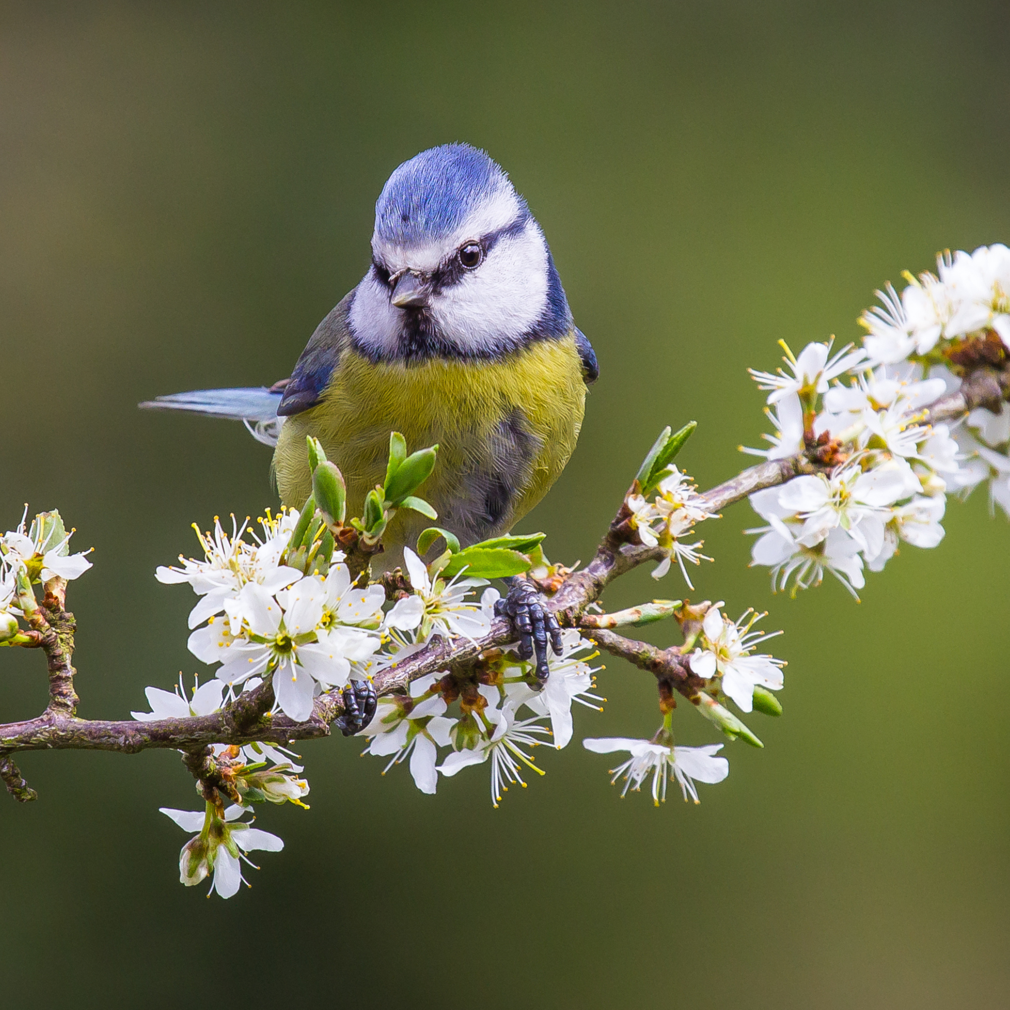 Bue tit on a hawthorn branch.