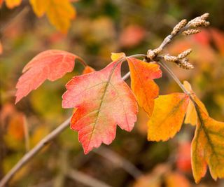 rhus aromatica in autumn