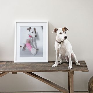 dog with wooden table and photo frame