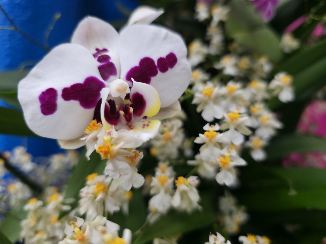 A phalaenopsis orchid behind dancing lady orchids at the New York Botanical Garden
