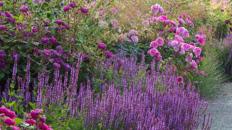 粉红色和紫色的花园配色方案