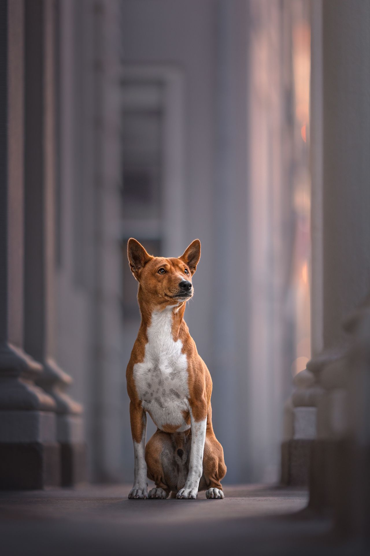 Category winner of the 2024 International Pet Photography Awards