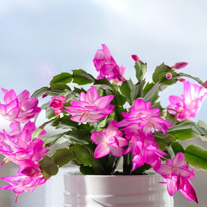 How to perk up a droopy Christmas cactus | Ideal Home