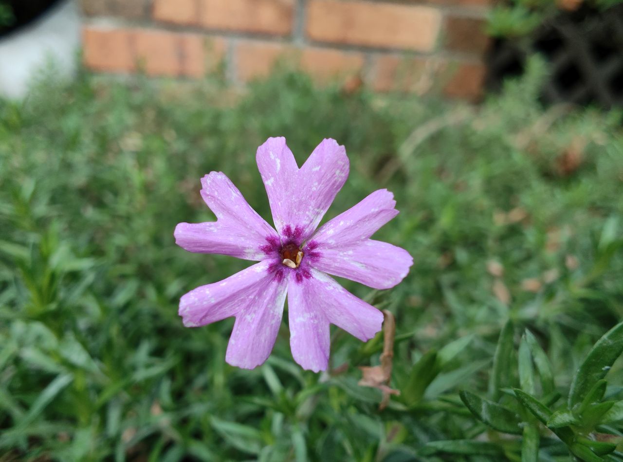 Macro photo taken with the Motorola Razr+.