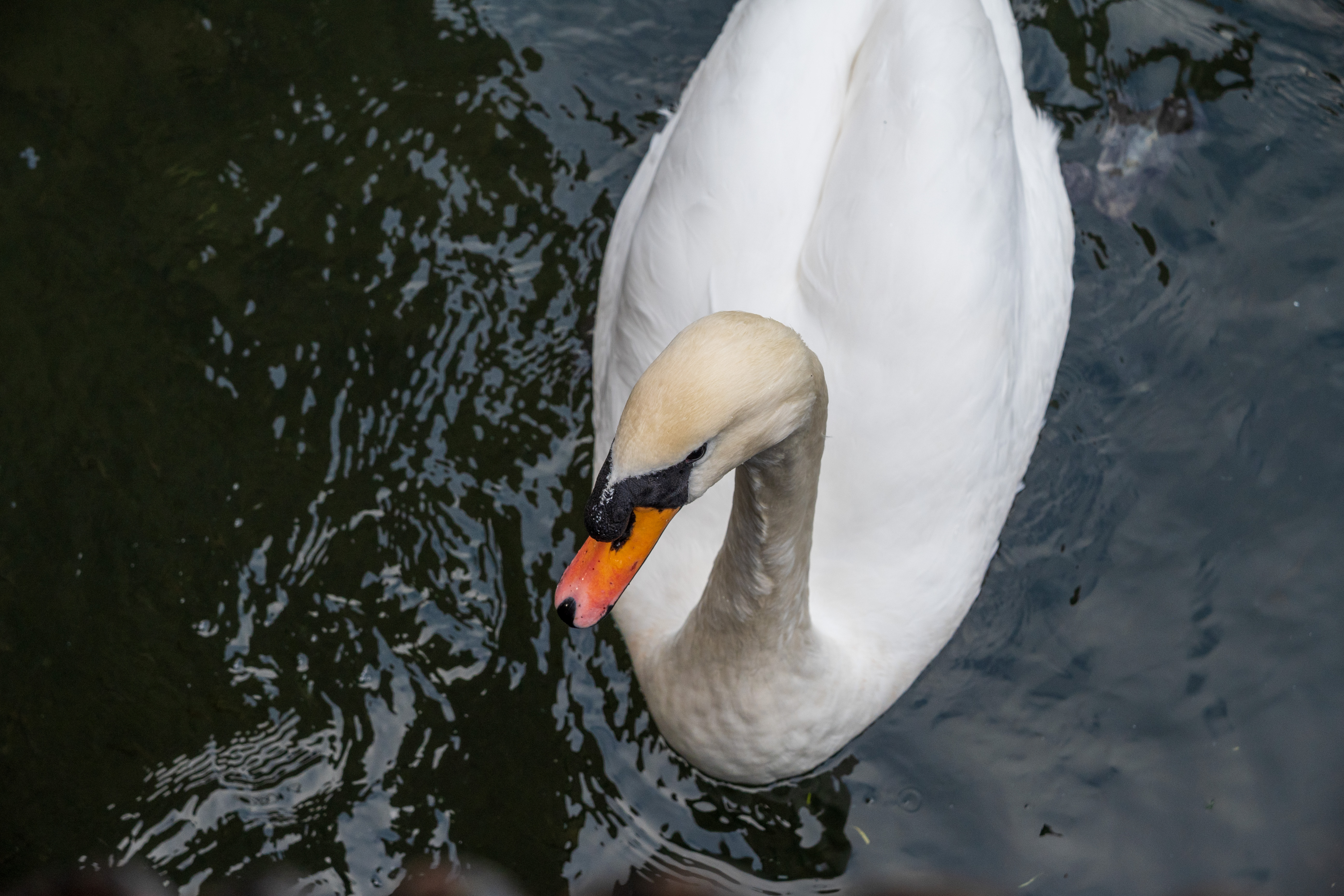 Nikon Z DX 16-50mm f/2.8 VR example shot