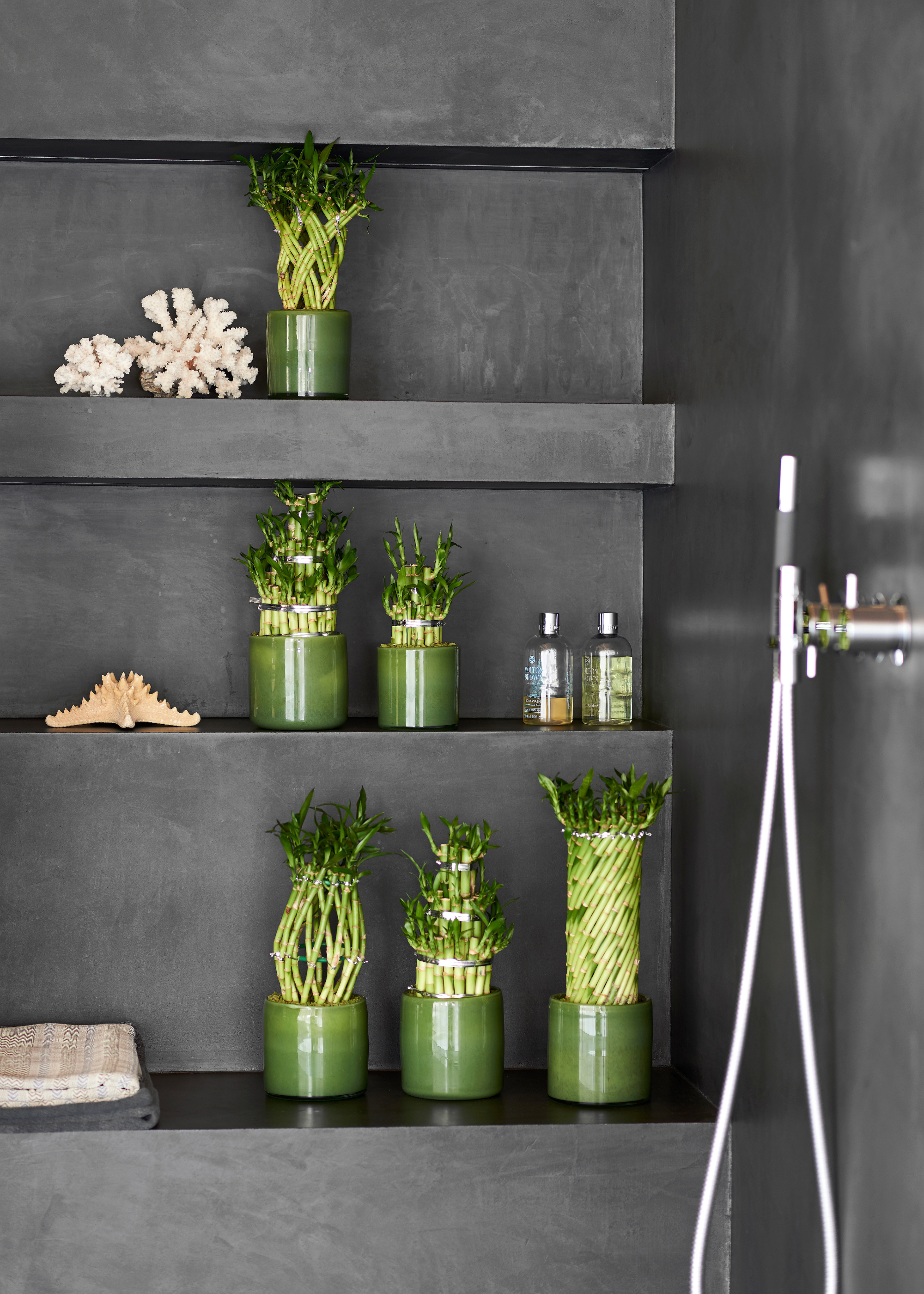 multiple green pots filled with twisted lucky bamboo spirals in the gray alcove shelving of a shower