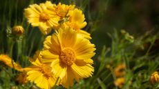 yellow desert marigold flowers