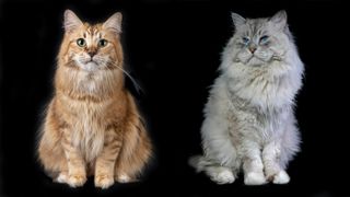 Norwegian Forest Cat and Siberian Forest Cat on black background