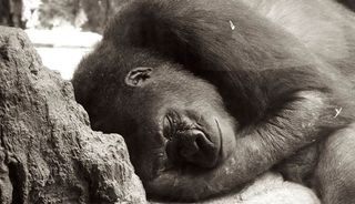 gorilla, sleeping, stress-response, behavior