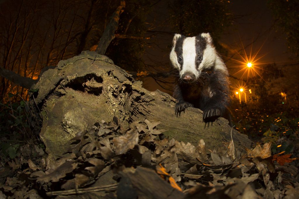 Amazing photos of nocturnal animals