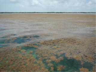 A huge bloom of Sargassum seaweed is clogging up the Florida Keys.