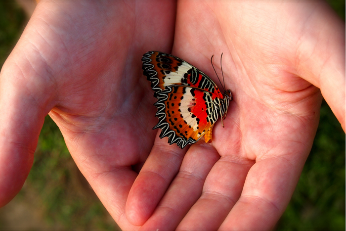 Borneo’s lowland forests are estimated to have over 3,000 arthropod species by some counts.