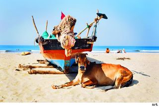 Olympus 9mm body cap image of a cow on a beach, sheltering under a boat