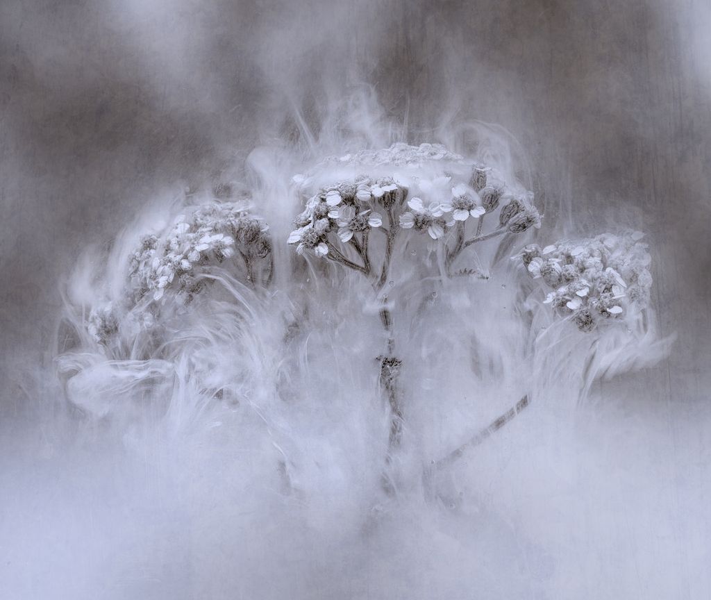 A trio of delicate white flowers shrouded in soft, swirling mist, creating an ethereal and tranquil atmosphere