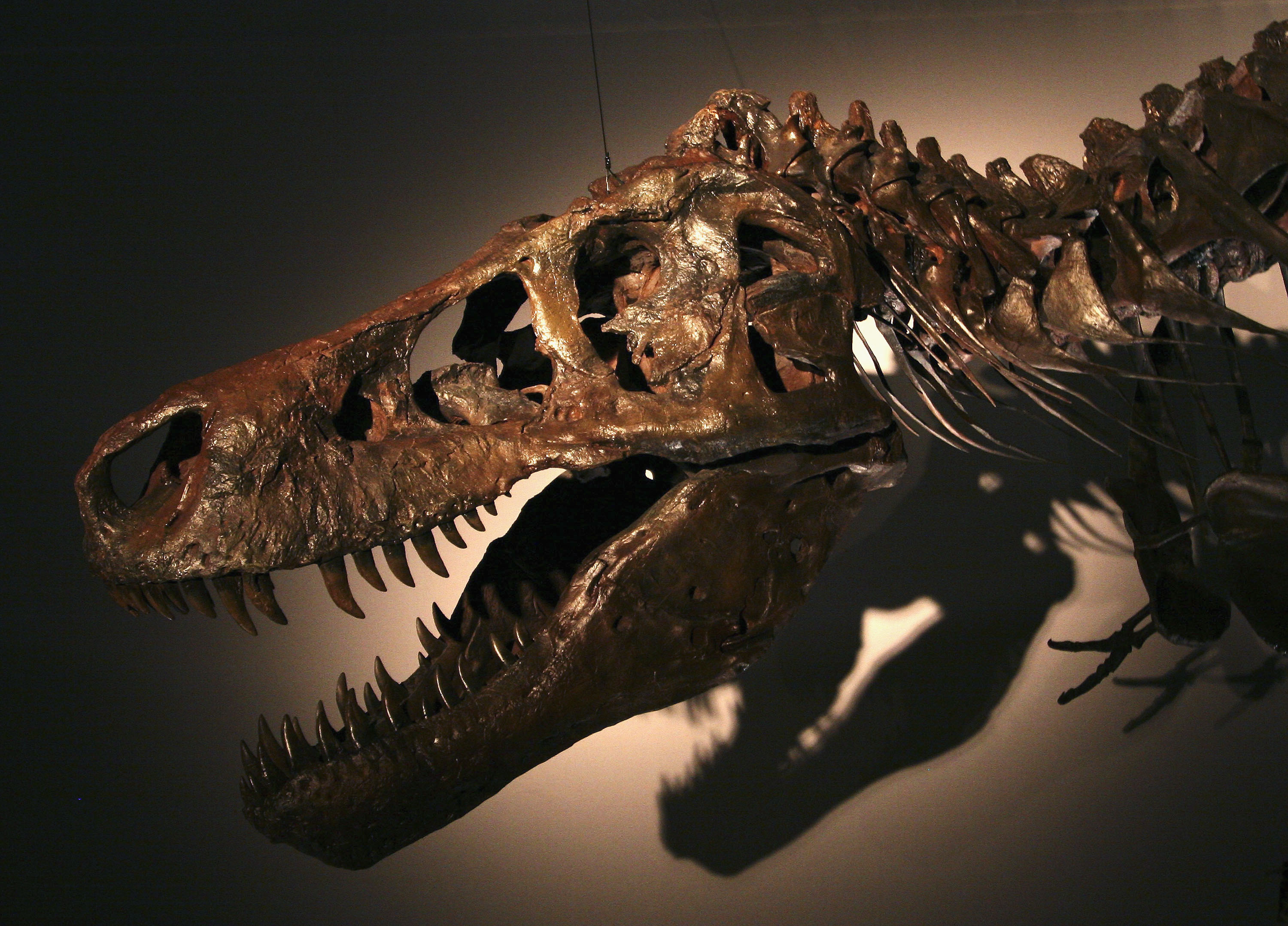Sue the T-Rex