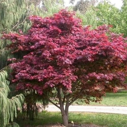 Emperor 1 Red Japanese Maple - Live Plant - (2.5 Qt)