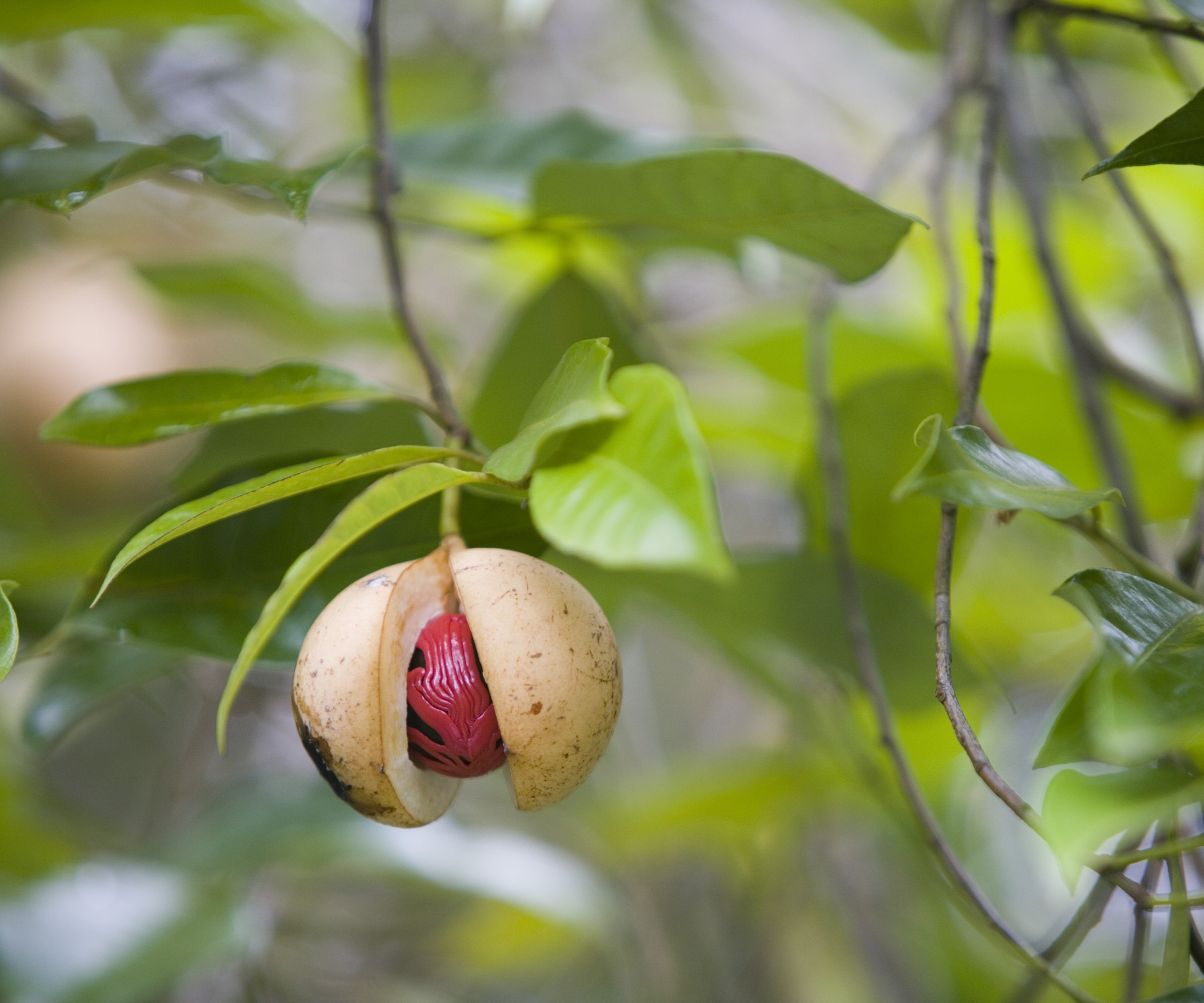 A yellow fruit opening on a nutmeg tree to show the red seed inside