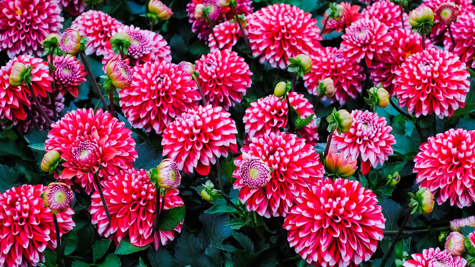 dahlia flowers in cut garden display