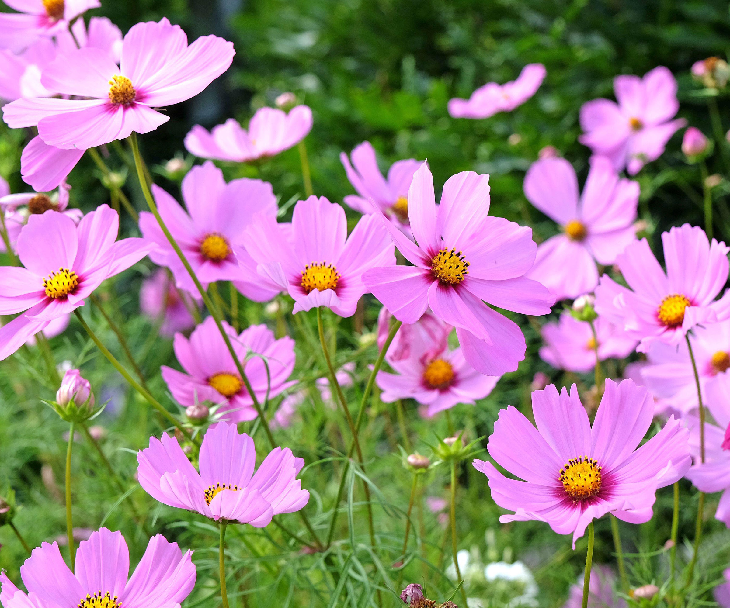 pink cosmos flowers in garden bed