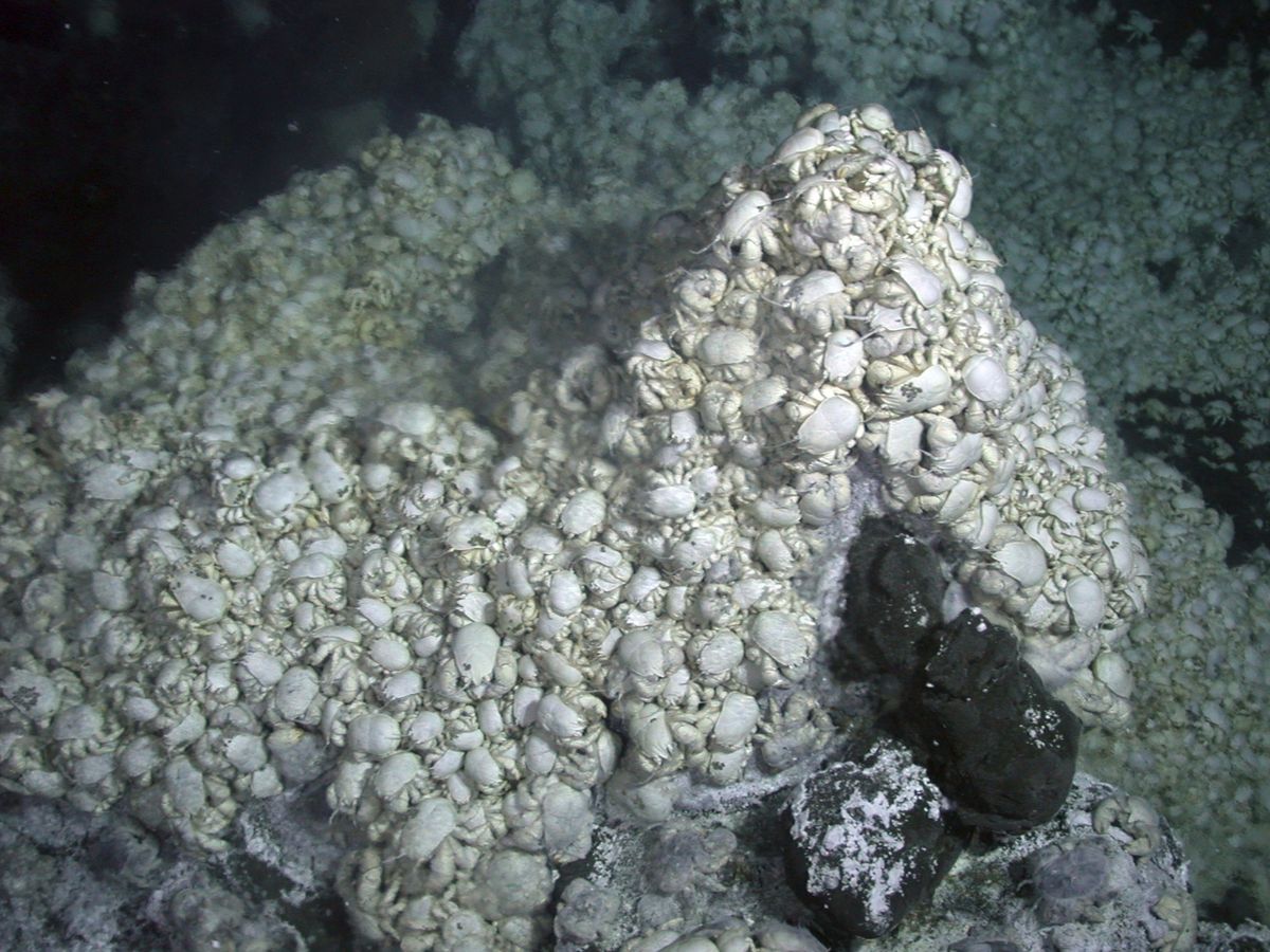 ‘Hoff’ yeti crabs around vents on the East Scotia Ridge in the Southern Ocean.