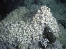 &lsquo;Hoff&rsquo; yeti crabs around vents on the East Scotia Ridge in the Southern Ocean.