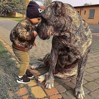 dog and child