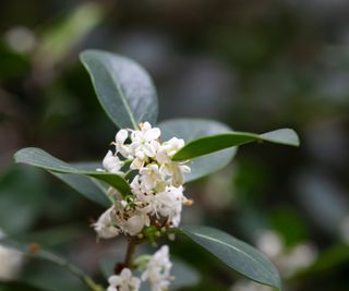 The green evergreen leaves and white flowers of false holly