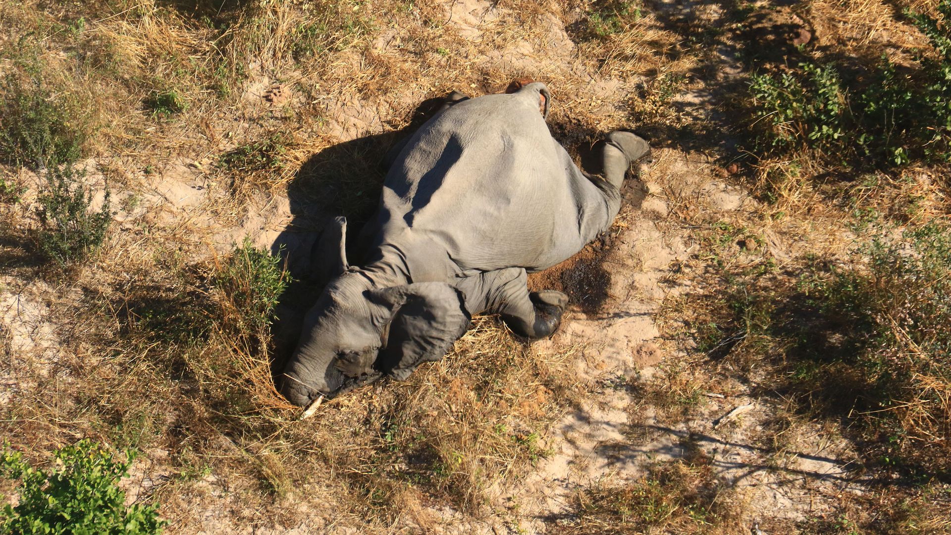 Массовая гибель слонов в Ботсване