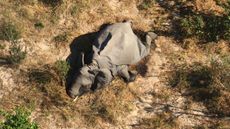 Some of the elephants were seen walking in circles before collapsing face-first into the earth in Botswana.