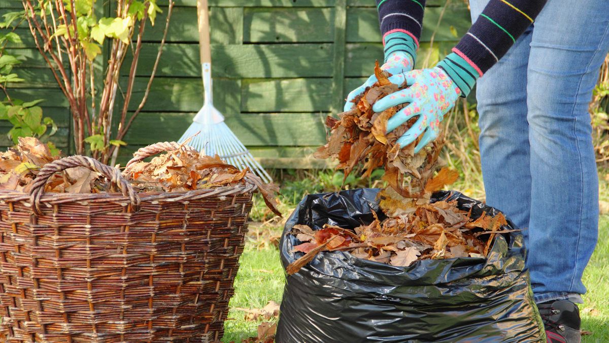 Two black garbage bags full of leaves near the tree Stock Photo - Alamy