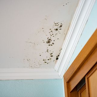 Mould on ceiling