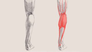 how to draw legs - diagram of the knee