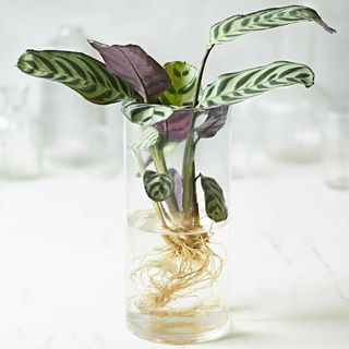 A leafy plant and its roots sitting in a glass of water on a counter.